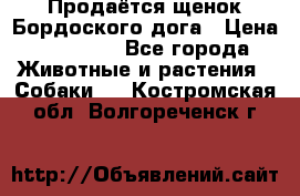 Продаётся щенок Бордоского дога › Цена ­ 37 000 - Все города Животные и растения » Собаки   . Костромская обл.,Волгореченск г.